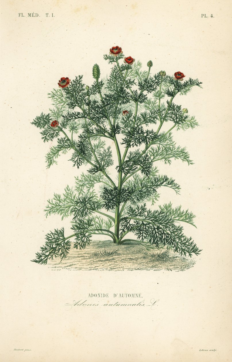 Adonis blomst eller fasanøje, Adonis annua, Adonis autumnalis, Adonide d