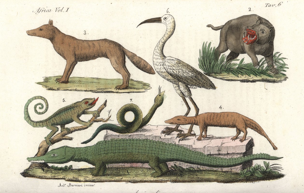 Afrikanske dyr, herunder flodhest, kamæleon, krokodille, slange osv. Håndkoloreret kobberstik af fra Giulio Ferrarios Costumes Antique and Modern of All Peoples (Il Costume Antico e Moderno di Tutti i Popoli) af Unbekannter Künstler