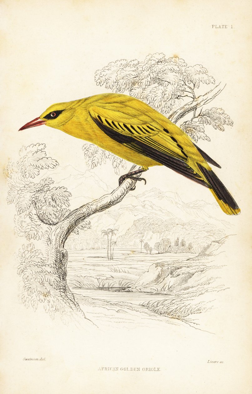 Afrikansk guldpirol, Oriolus auratus. Håndkoloreret stålstik af William Lizars efter William Swainson fra Sir William Jardine