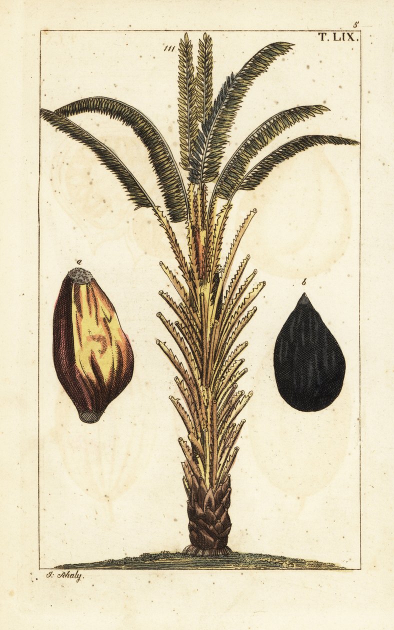 Afrikansk oliepalmetræ med frugt, Elaeis guineensis. af Unbekannter Künstler