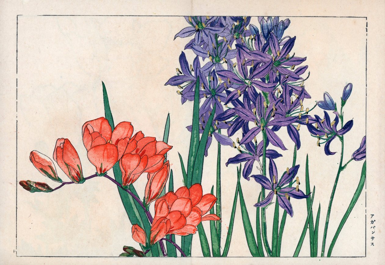 Agapanthus eller lilje af Nilen (blå) og fresia. Afrikansk lilje, Agapanthus africanus, og fresia, Freesia refracta. Håndkoloreret træsnit fra Konan Tanigamis "Seiyou Sokazufu" (Billedalbum over vestlige planter og blomster: forår), Unsodo, Kyo af Unbekannter Künstler