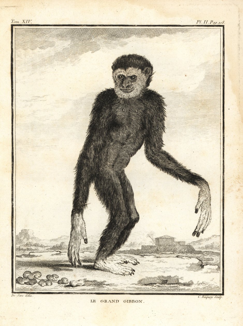 Agil gibbon, Hylobates agilis. Engandered. Den store gibbon. Kobberstik af C. Baquoy, efter en illustration af Jacques de Seve fra Georges-Louis Leclerc, Comte de Buffon