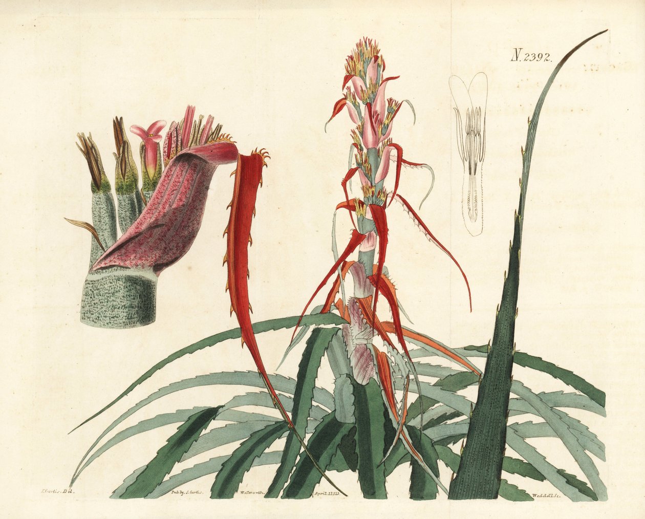Aguava, Bromelia alsodes (Smalbladet ananas, Bromelia sylvestris). Håndkoloreret kobberstik af Weddell efter en botanisk illustration af John Curtis fra William Curtis