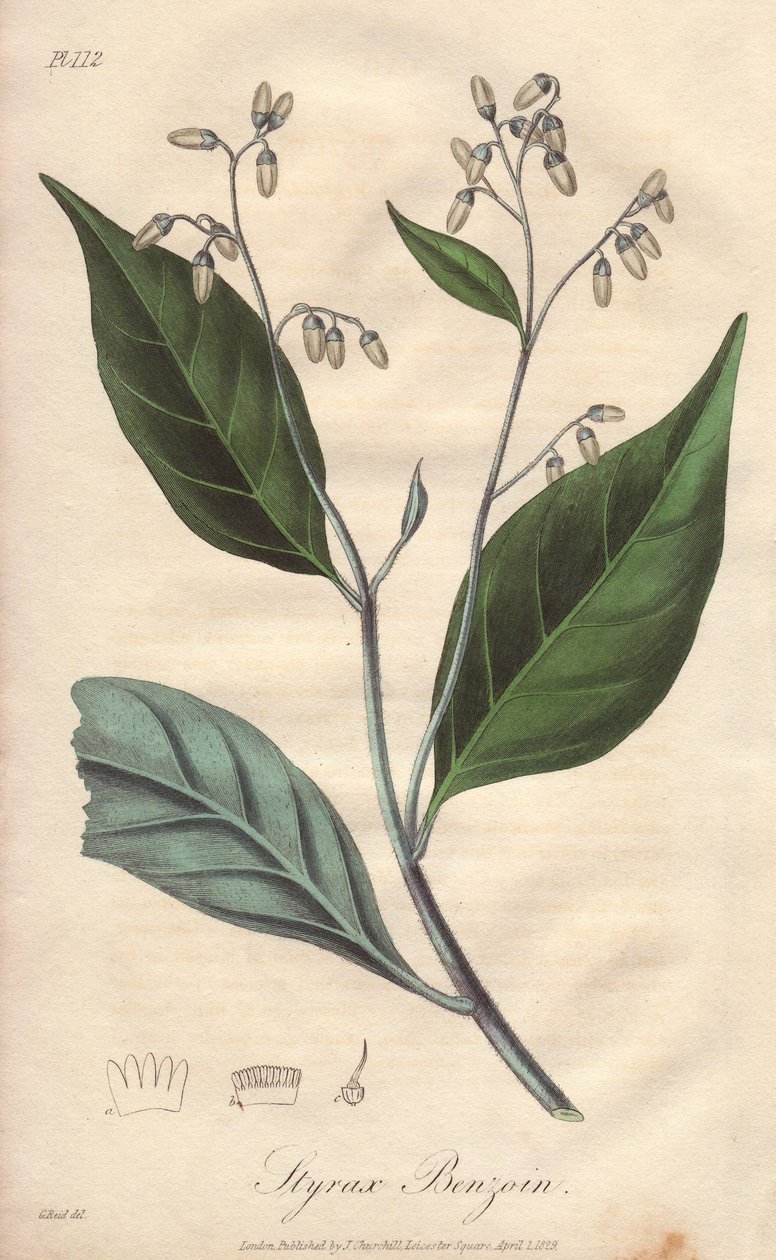 Alibouffier eller styrax (Styrax benzoin) - Stærkt vand af William Clarke til at illustrere "Medical Botanical, Description of the Medicinal Plants of London, Edinburgh, and Dublin" af John Stephenson og James Morss Churchill, udgivet i London af John Chur af Unbekannter Künstler