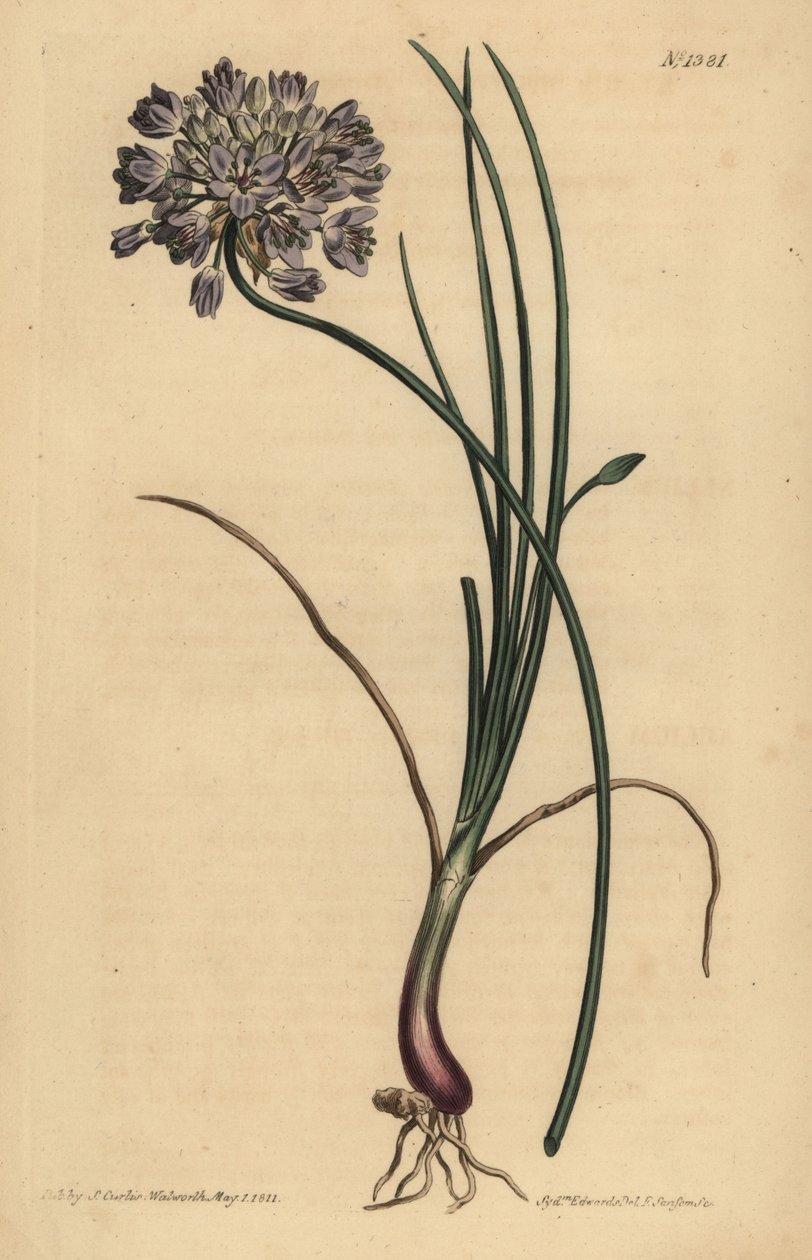 Allium stellerianum (Jonquil-bladede hvidløg af Unbekannt