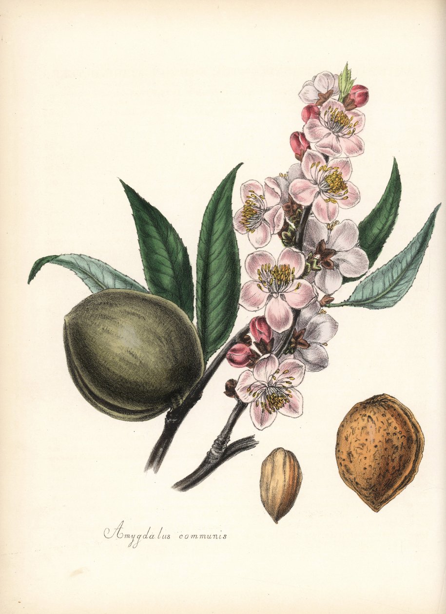 Mandel - Almindelig mandel, Prunus amygdalus (Amygdala communis), med blomst, blad, frugt og frø (nød). Håndkoloreret zinkografi af Chabots tegnet af Miss M. A. Burnett fra hendes "Plantae Utiliores: or Illustrations of Useful Plants," Whittaker, London af Unbekannter Künstler