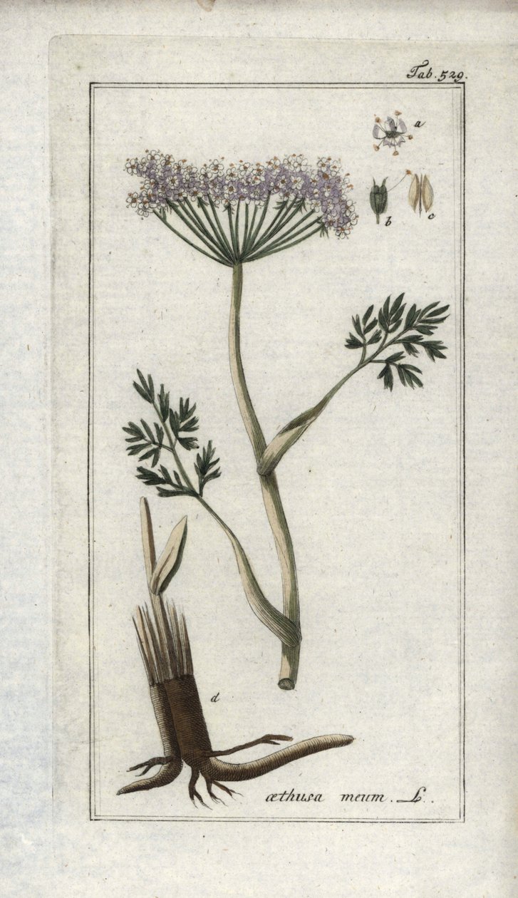 Alpekørvel eller bjergfennikel (Meum athamantium). Litografi fra "Afbeelding der Artseny-Gewassen" af Johannes Zorn (1739-1799), Holland af Unbekannter Künstler
