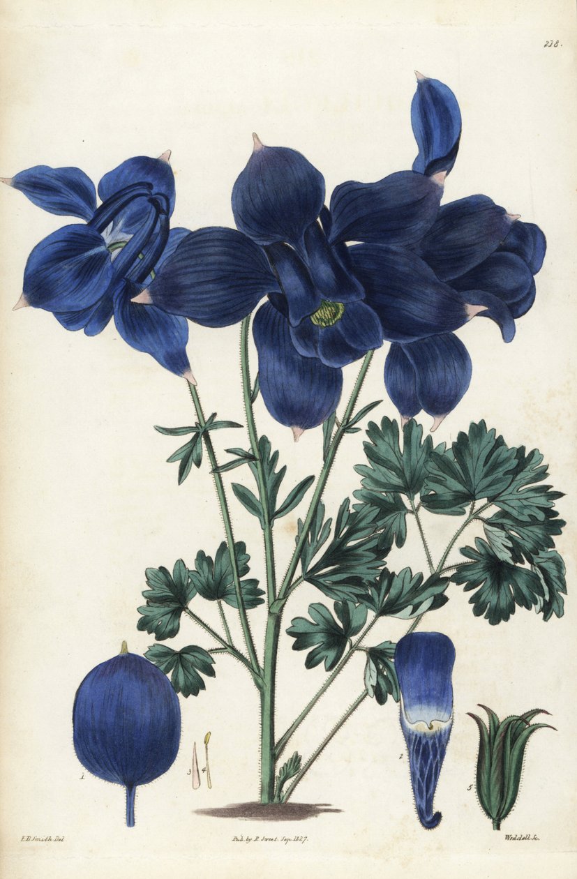 Akeleje, Aquilegia alpina. Håndkoloreret kobberstik af Weddell efter en botanisk illustration af Edward Dalton Smith fra Robert Sweet