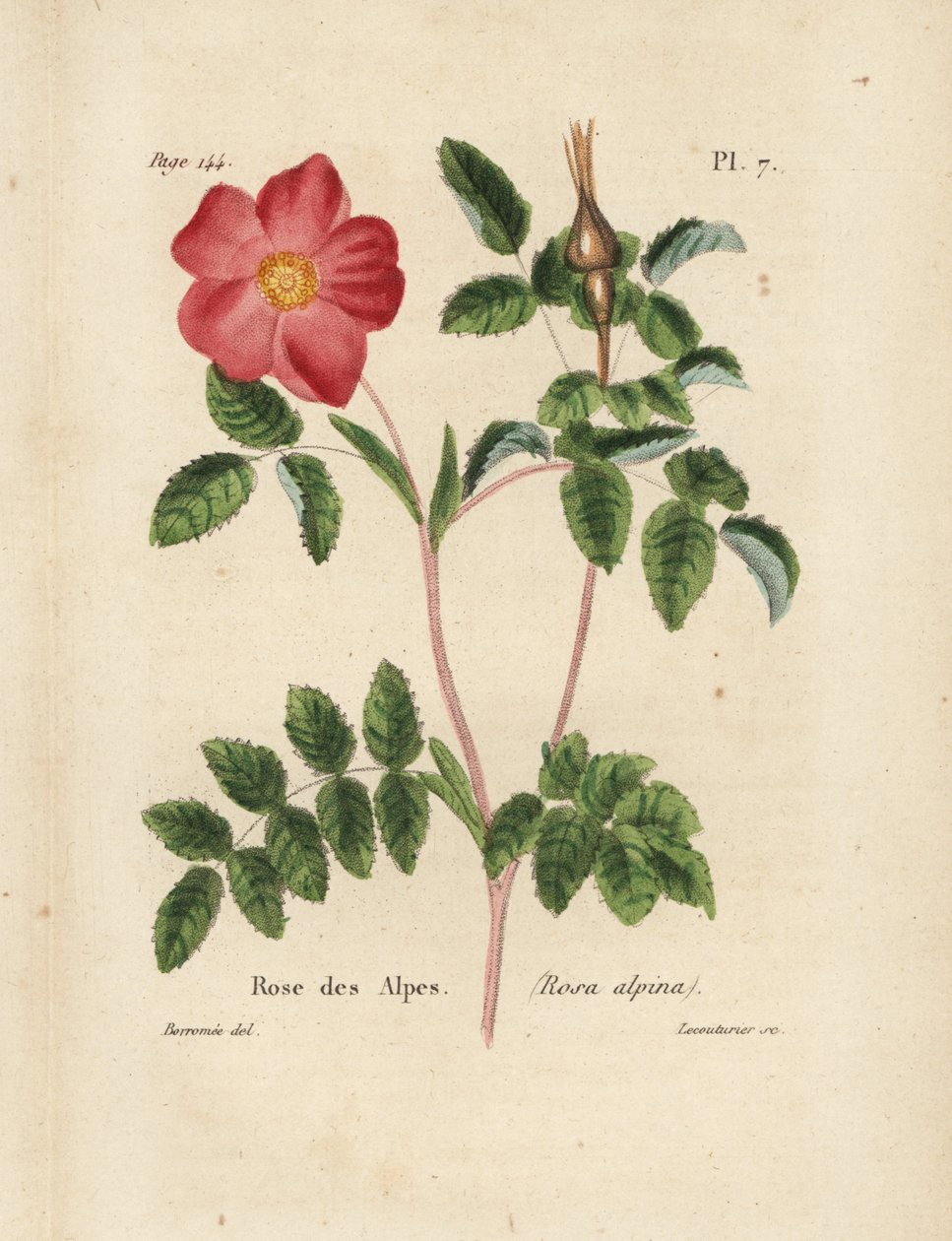 Alperose, alperose, Rosa alpina. Håndkoloreret litografi af Lecouturier efter en botanisk illustration af Borromee fra Pierre Boitards Rose-Lover