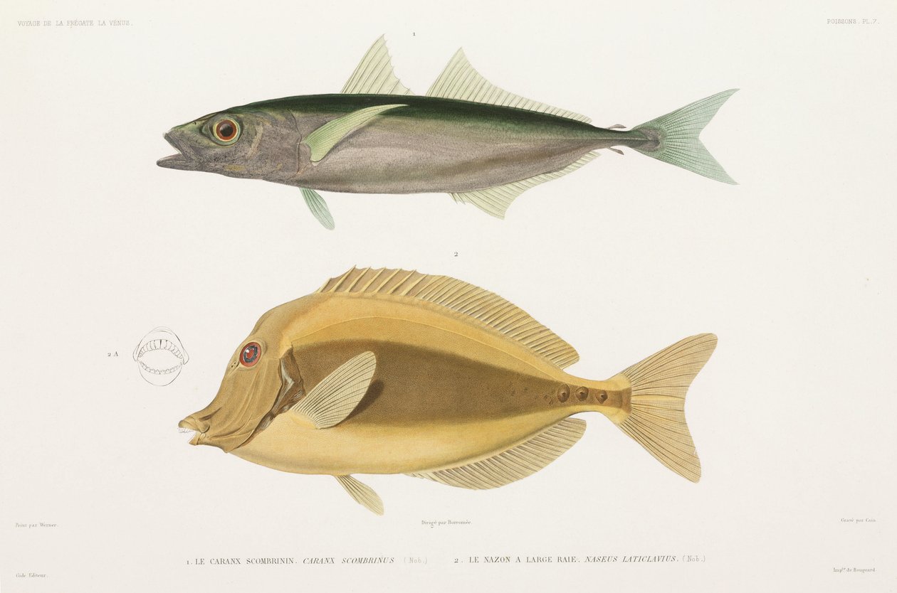 Amberstripe scad og Razor kirurgfisk af Unbekannter Künstler