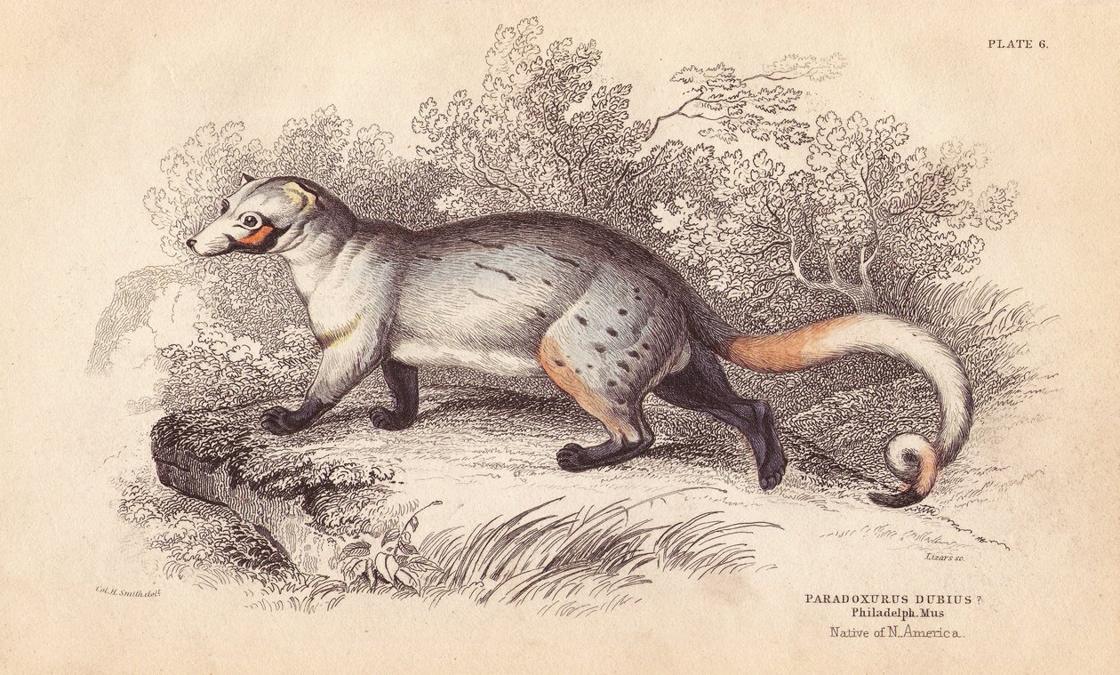 Amerikansk paradoks, Paradoxurus dubius. Fra et eksemplar på Philadelphia Museum. Håndkoloreret stålstik af Lizars efter en illustration af Charles Hamilton Smith fra William Jardine