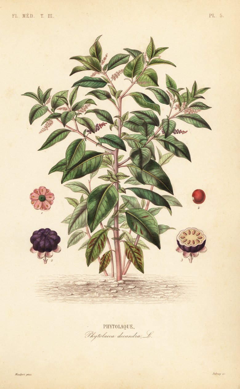 Amerikansk pokeweed, Phytolacca americana, Phytolacca decandra, Phytolaque af Unbekannt