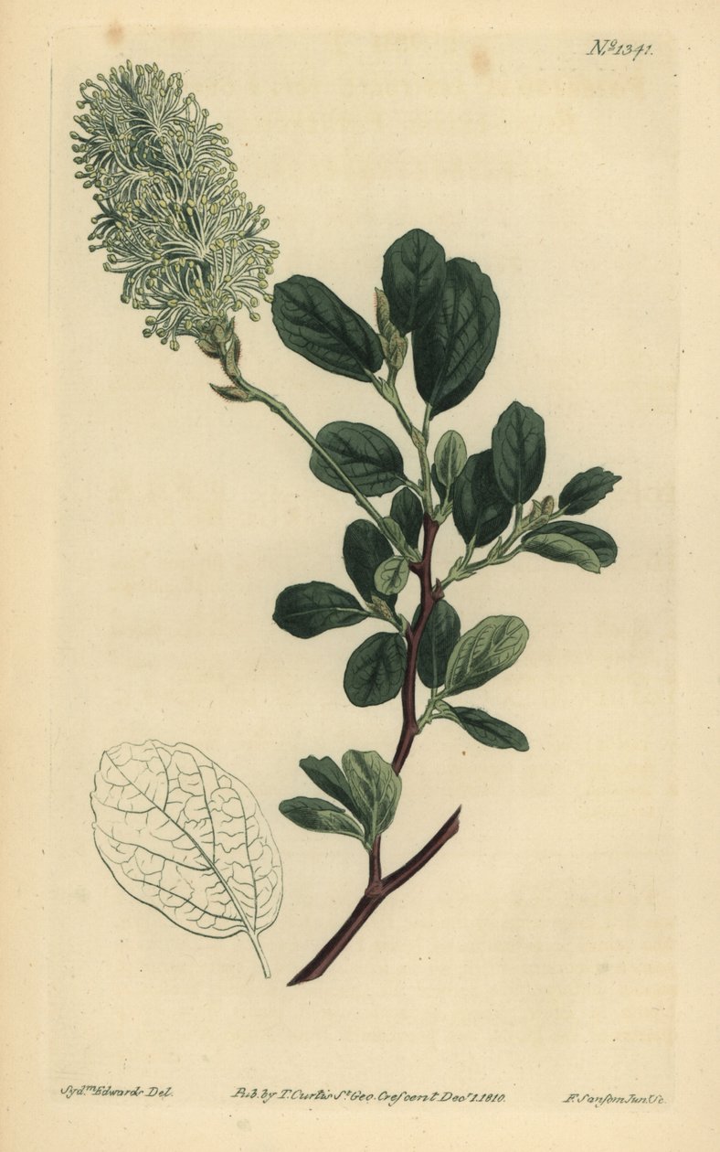 Amerikansk Wych Hazel, Fothergilla gardenii (stumpbladet fothergilla, Fothergilla alnifolia obtusa) af Unbekannt