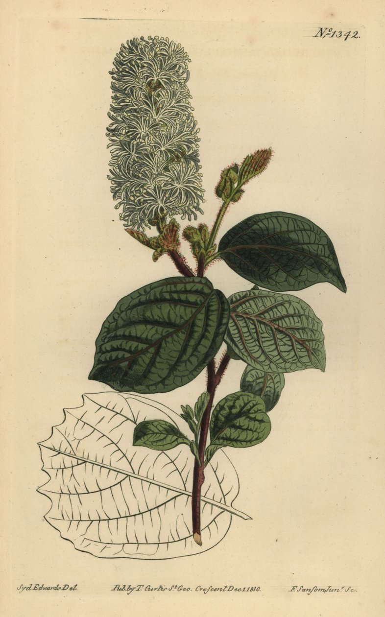 Amerikansk wychhassel, Fothergilla gardenii (bredbladet fothergilla, Fothergilla alnifolia major) af Unbekannt