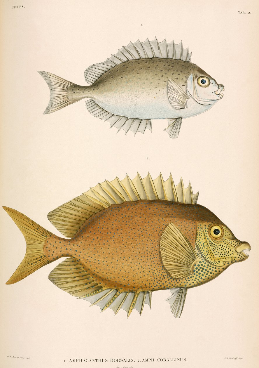 Amphacanthus dorsalis, Amphacanthus corallinus, Indonesien af Unbekannter Künstler