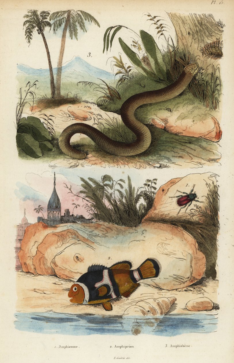 Amphicoma sculelata 1, saddleback klovnefisk, Amphiprion polymnus 2 og hvid ormefirben, Amphisbaena alba 3. Amphiprion laticlavius ​​​​Amphicome, Amphiprion, Amphisbene af Unbekannt