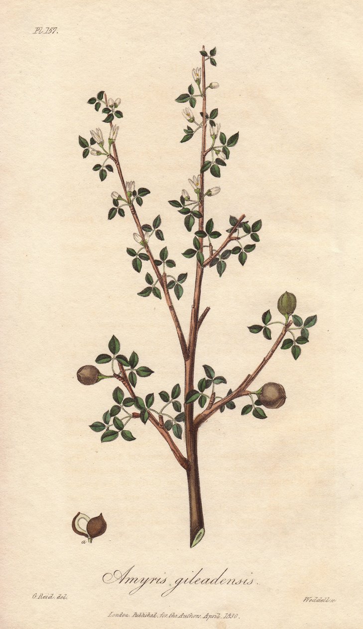 Amyris elemifera eller Elemi-træ (Commiphora gileadensis) Stærkt vand af William Clarke til at illustrere "Medical Botanical, Description of the Medicinal Plants of London, Edinburgh and Dublin" af John Stephenson og James Morss Churchill, udgivet i London af Unbekannter Künstler
