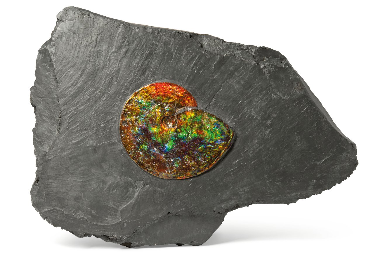 En iriserende ammonit fra Canada (fossil) af Unbekannt