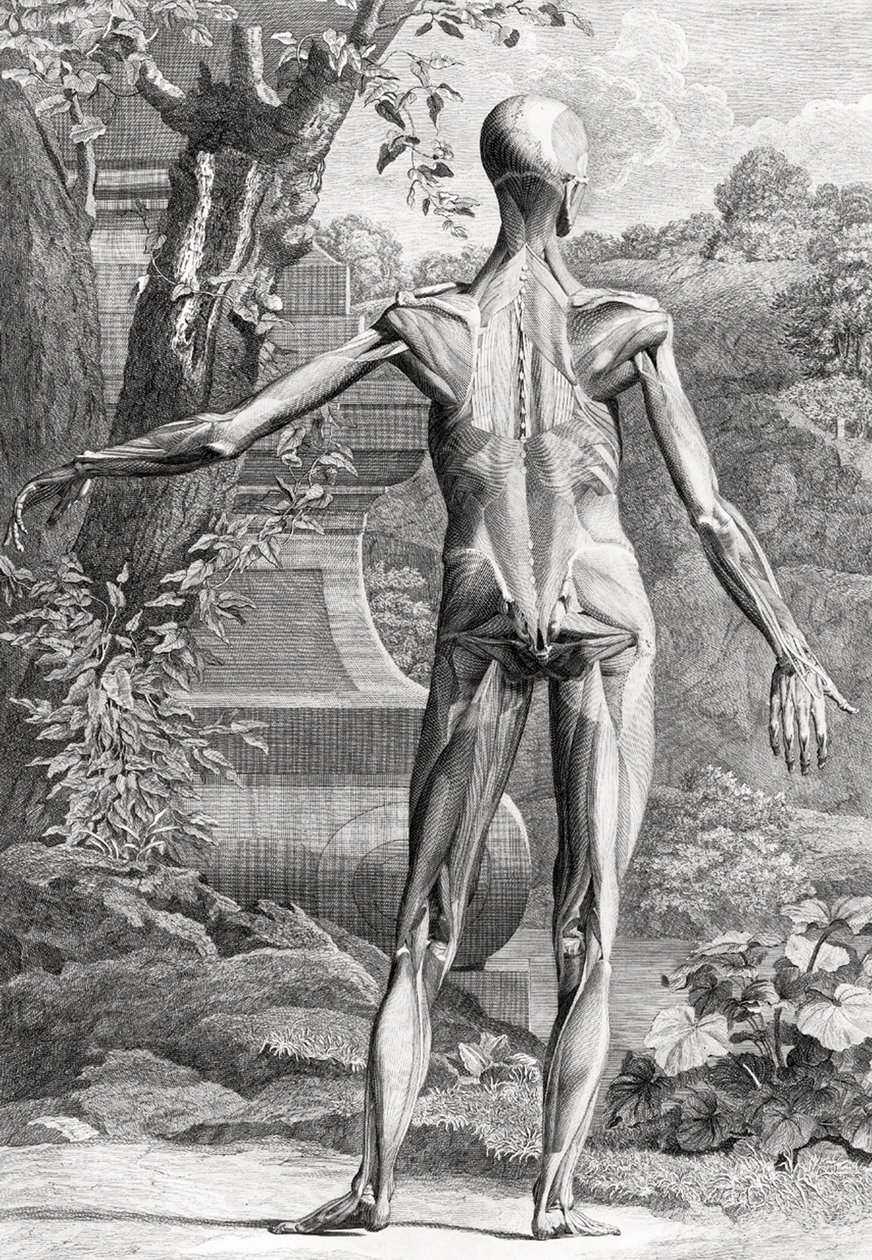 Anatomisk illustration af Unbekannter Künstler