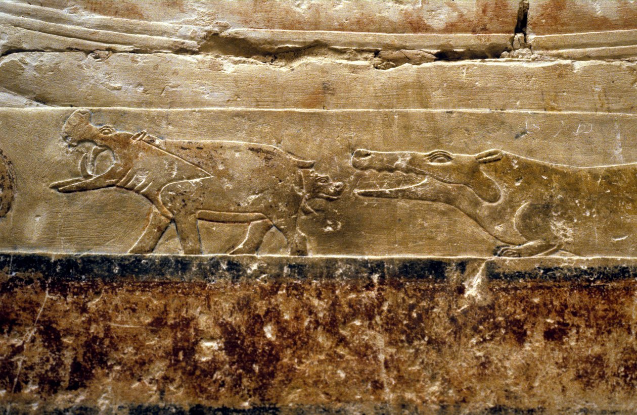 Det gamle Egypten: Saqqarah (eller Saqqara eller Sakkarah): grav af Ti (officielt under det 5. dynasti. Detalje af flodheste. af Leopold Blonder