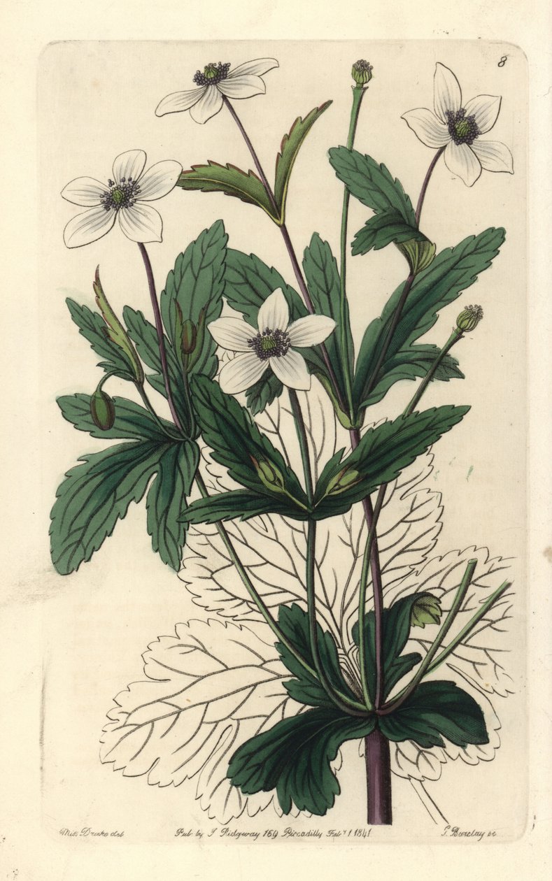 Anemone des rives - Anemone rivularis. Håndkoloreret kobberstik af George Barclay efter en illustration af Miss Sarah Drake fra Edwards