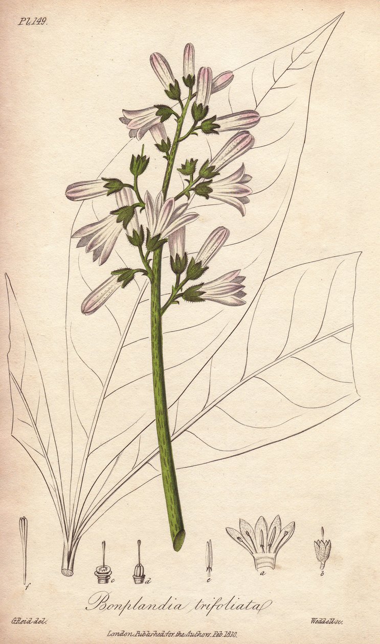 Angostura-træ, Angostura trifoliata af Unbekannter Künstler