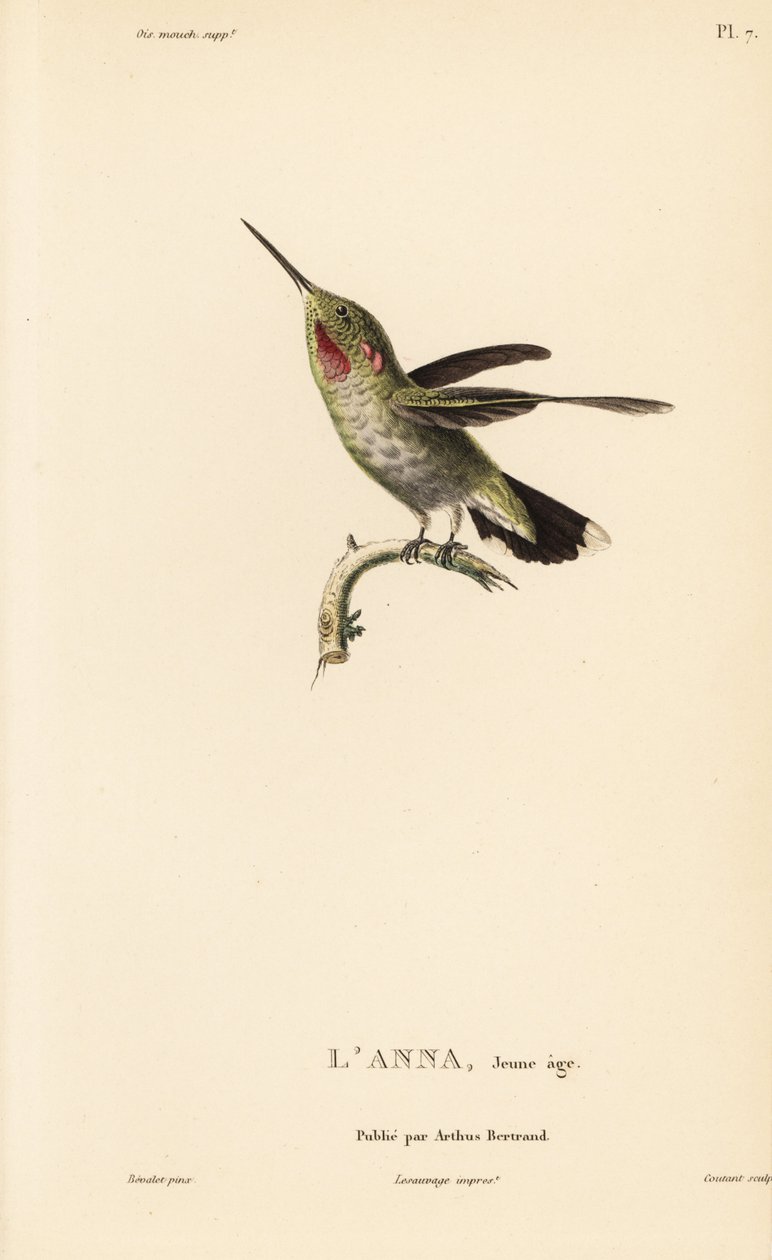 Annas kolibri, Calypte anna (Ornismya anna), juvenil. Håndkoloreret stålstik af Coutant efter en illustration af Jean-Gabriel Pretre fra Rene Primevere Lessons Natural History of the Colibri Genus of Hummingbirds. af Unbekannter Künstler