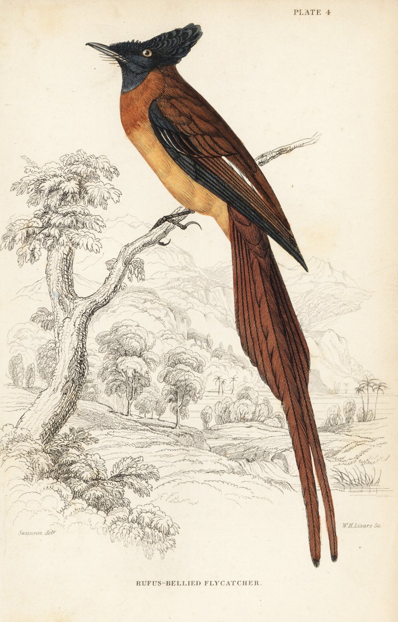 Annobon paradis fluesnapper, Terpsiphone smithii, Sårbar. (Rufos-bellied flycatcher, Muscipeta rufiventer). Håndkoloreret stålstik af William Lizars efter William Swainson fra Sir William Jardine