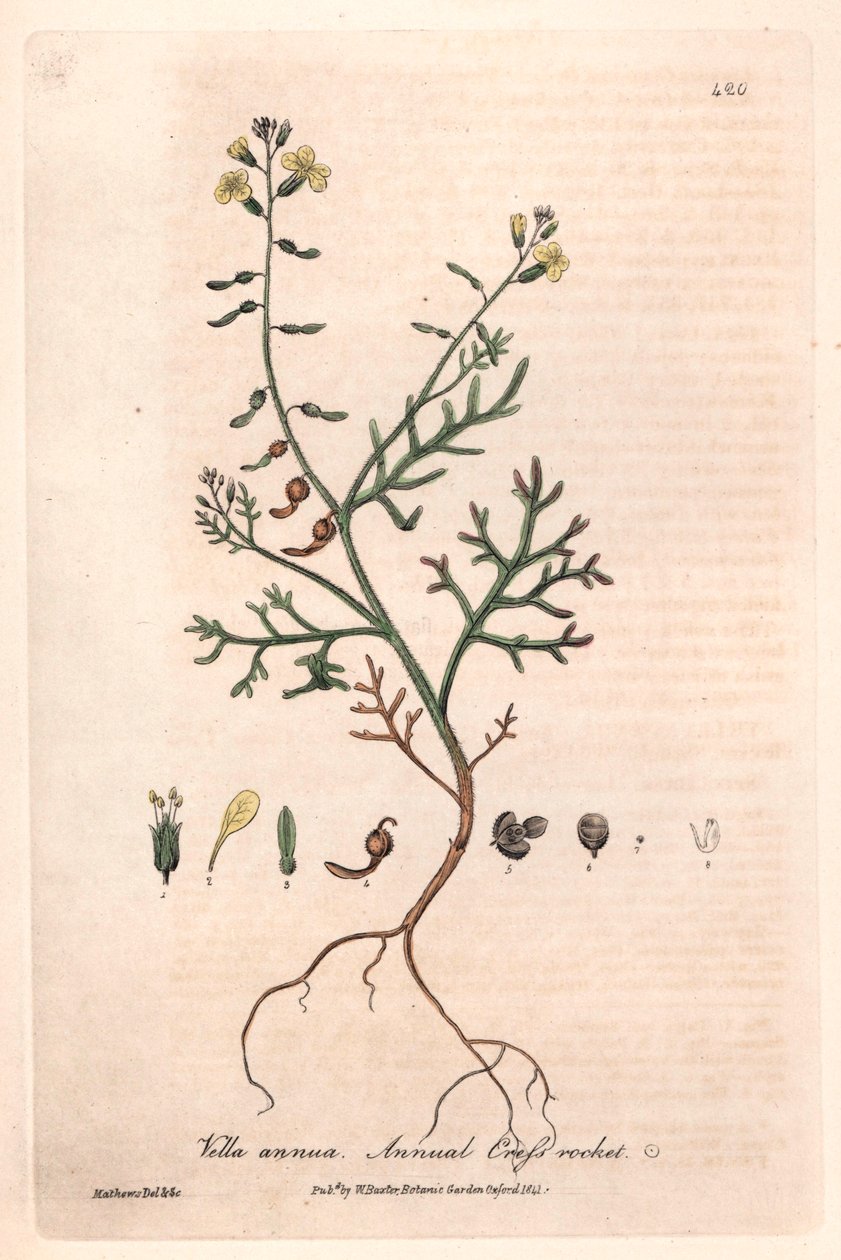 Enårig Vella (Vella annua) - Botanisk planche af Isaac Russell, graveret af Charles Matthews, fra "English Botanical Phenomenes" af William Baxter (1788-1871) af Unbekannter Künstler