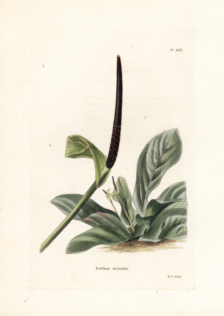 Anthurium-fuglerede eller anthurium-kål (Pothos acaulis) - litografi af George Cooke, til det britiske magasin Conrad Loddiges Botanical Cabinet (1738-1826) af Unbekannter Künstler
