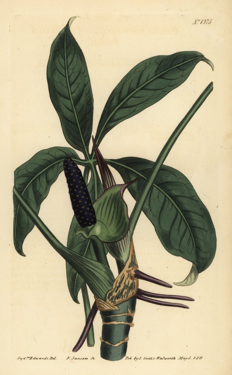 Anthurium palmatum (Fembladet pothos, Pothos pentaphylla) af Unbekannt