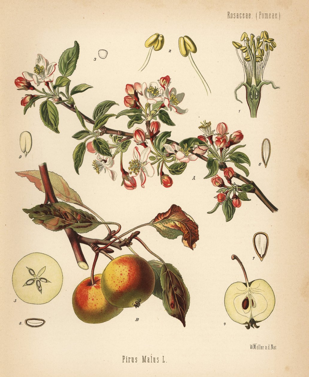 Æbletræ, Malus domestica (Pyrus malus). Kromolitografi efter en botanisk illustration af Walther Muller fra Hermann Adolph Koehler