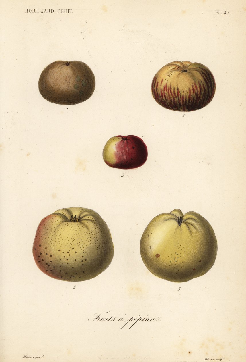 Æblesorter, Malus pumila af Unbekannt