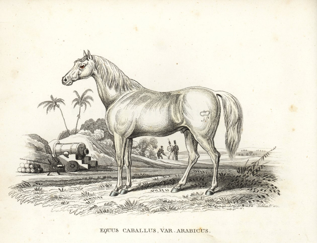 Arabisk hest eller araberhest, Equus caballus var. arabicus. Med Napoleons mærke på flanken og franske soldater og kanoner på en nordafrikansk slagmark. Håndkoloreret litografi fra Georg Friedrich Treitschkes naturhistoriske galleri. af Unbekannter Künstler