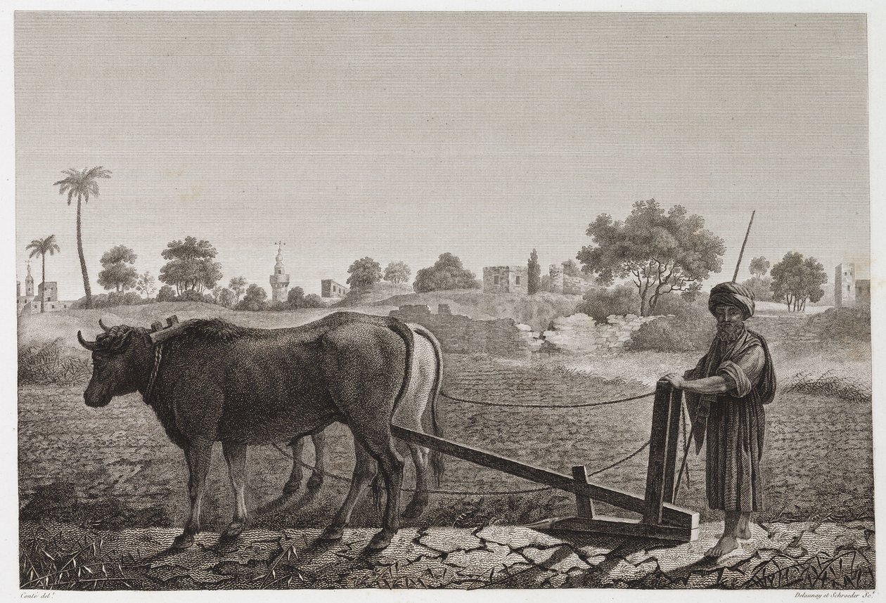 Agerbrug, pløjning Pløjning med okser, Egypten, c 1798 af Unbekannt