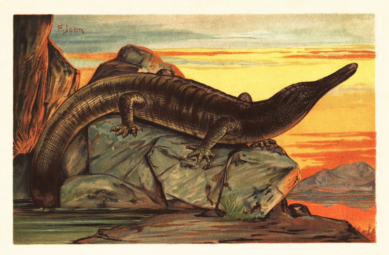 Archegosaurus decheni soler sig på en klippe.1908 (litografi) af Unbekannter Künstler