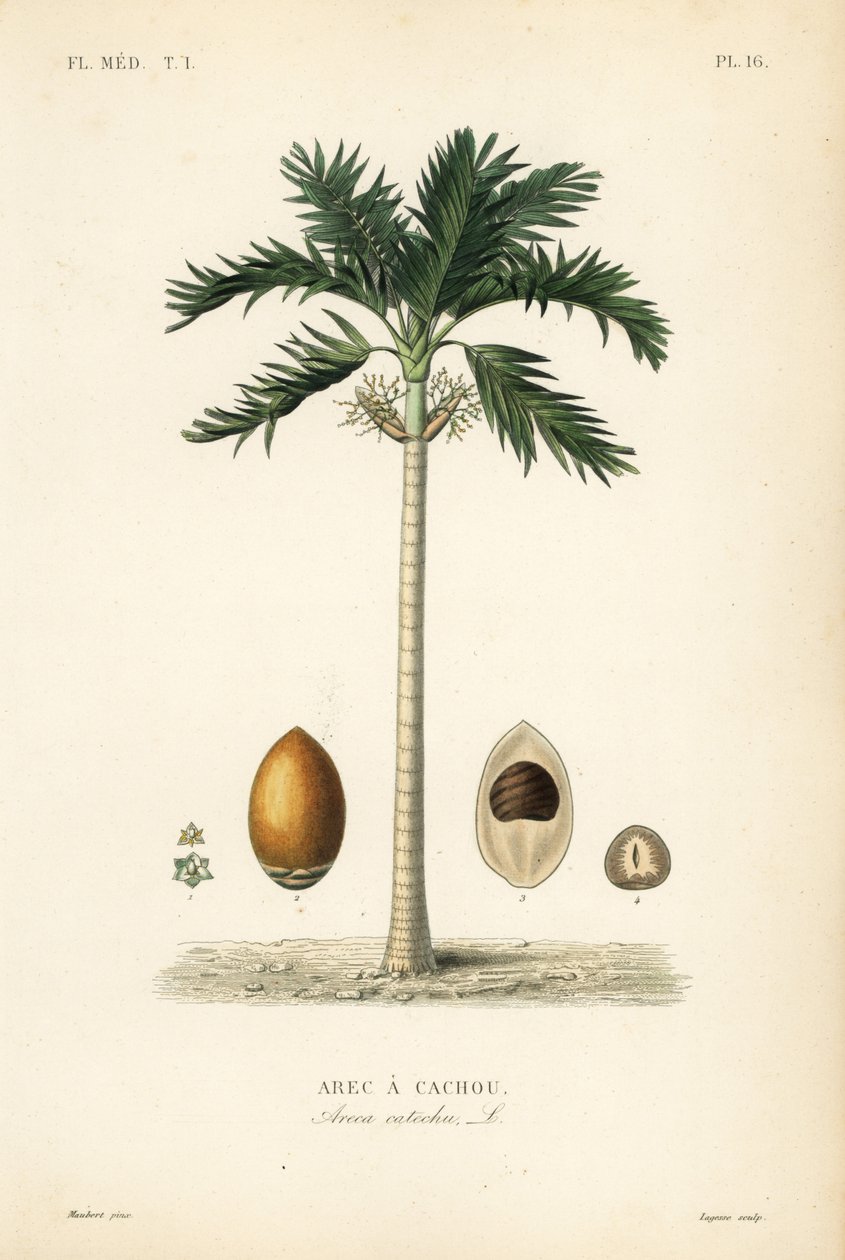 Areca nøddepalme, Areca catechu, Arec a cachou af Unbekannt