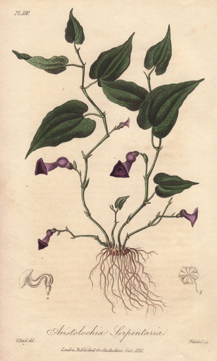 Aristoloche (Aristolochia serpentaria) - stærkt vand af William Clarke til illustration af "Medical Botanical, Description of the Medicinal Plants of London, Edinburgh and Dublin" af John Stephenson og James Morss Churchill, udgivet i London af John Churc. af Unbekannter Künstler