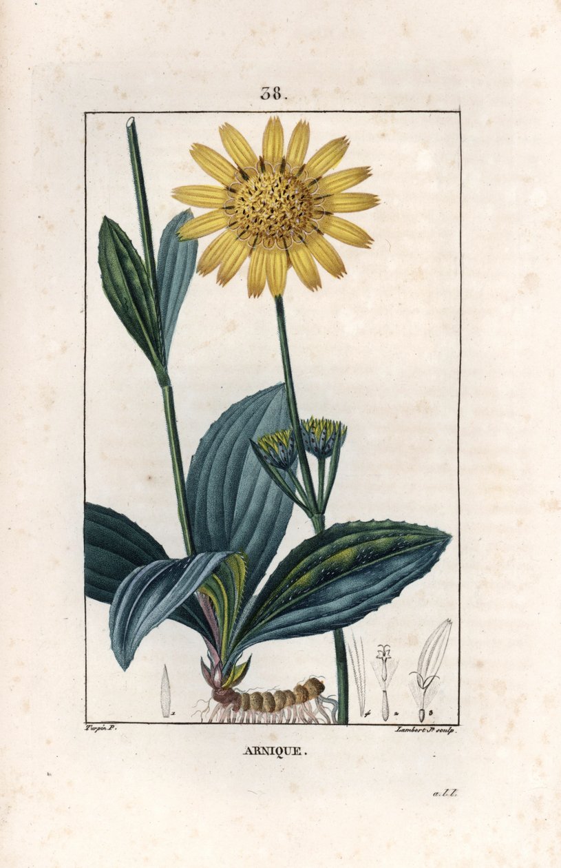 Arnique (arnica) - Stik af Lambert fils, baseret på en tegning af Pierre Jean Francois Turpin (1775-1840), fra La flore medicale, de Chaumeton, Poiret et Chamberet, Paris 1830 - Bjerg-arnica, Arnica montana - Stik af Lambert junior fra en tegning af Unbekannter Künstler