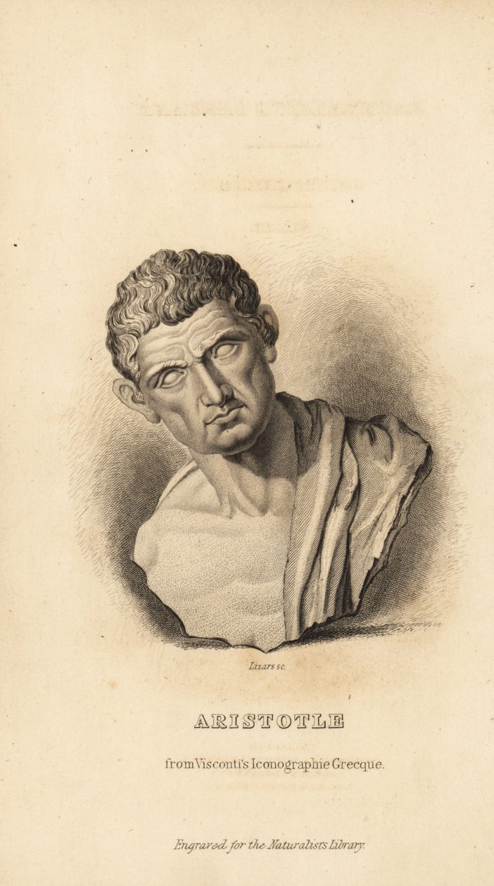 Aristoteles, græsk filosof og naturforsker, 384-322 f.Kr af Unbekannt