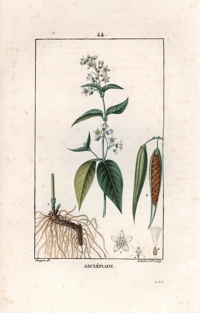 Asclepiade ou herbe à la wadding ou herbe aux parruches - Stik af Lambert fils, efter tegning af Pierre Jean Francois Turpin (1775-1840), uddrag fra La flore medicale, af Chaumeton, Poiret et Chamberet, Paris 1830 - Svaleurt, Vincetoxicum hirund af Unbekannter Künstler