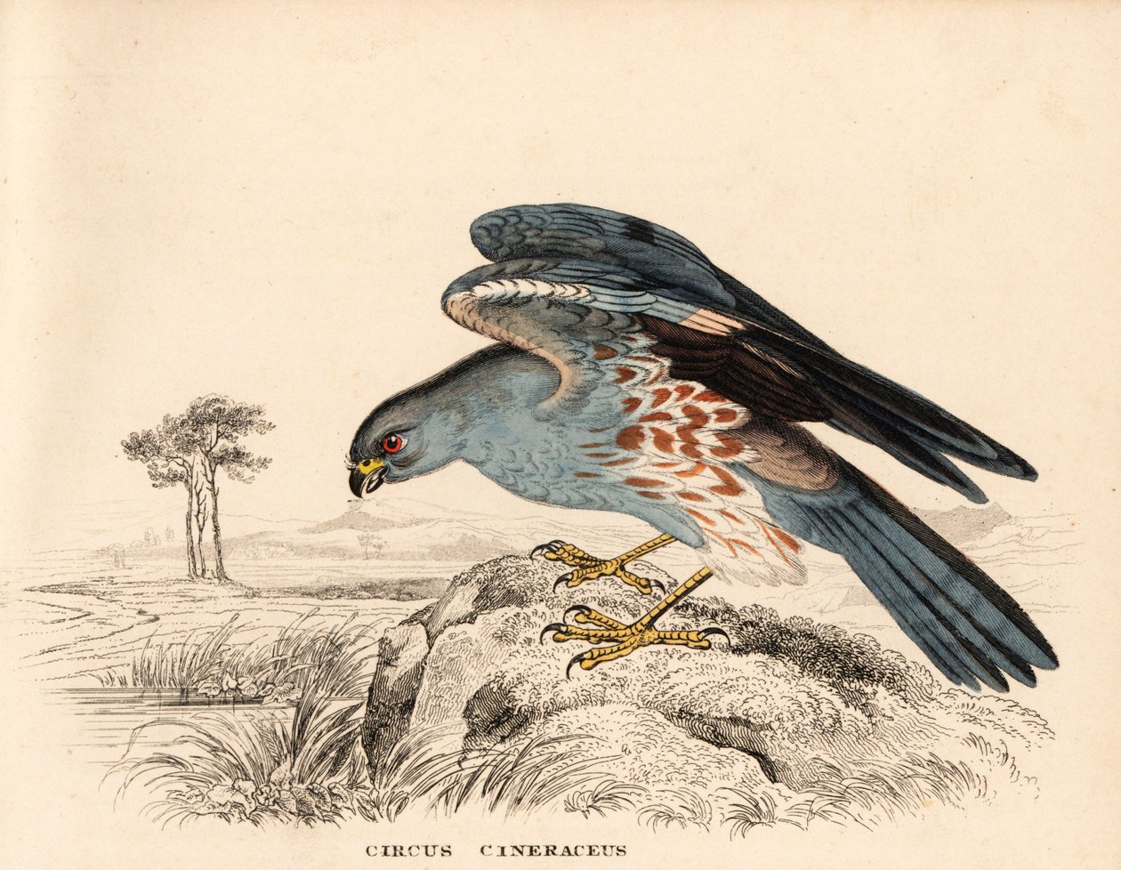 Ash-coloured harrier, Circus cineraceus. Håndkoloreret stålstik fra Georg Friedrich Treitschkes naturhistoriske galleri, Naturhistorischer Bildersaal des Thierreiches, Liepzig. af Unbekannter Künstler