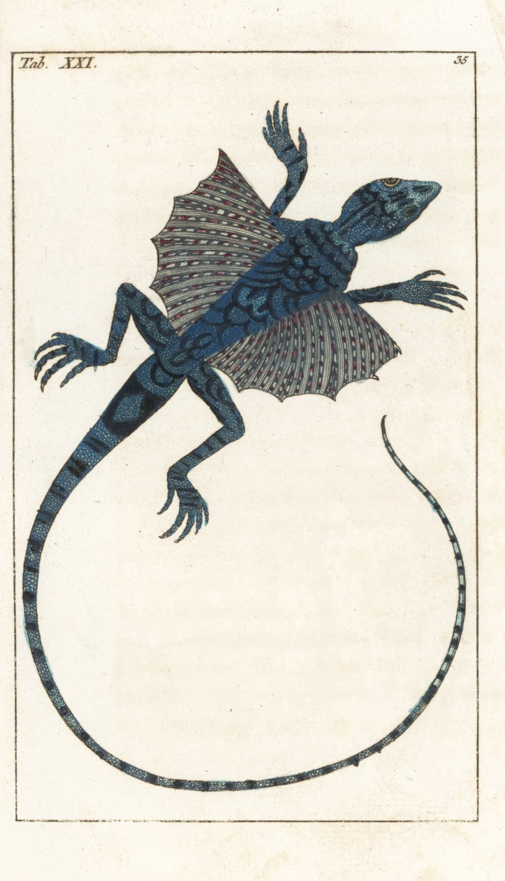 Asiatisk flyveøgle - Forte Water af Gottlieb Tobias Wilhelm (1758-1811), fra Encyclopedie of Natural History: Amfibier af Unbekannter Künstler