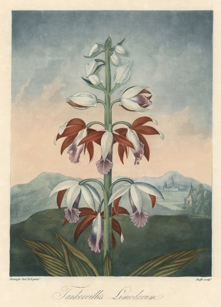 Asian Orchid Variety Eau forte, uddrag fra The Temple of Flora, af Dr. Robert Thornton (1768-1837) af Unbekannter Künstler
