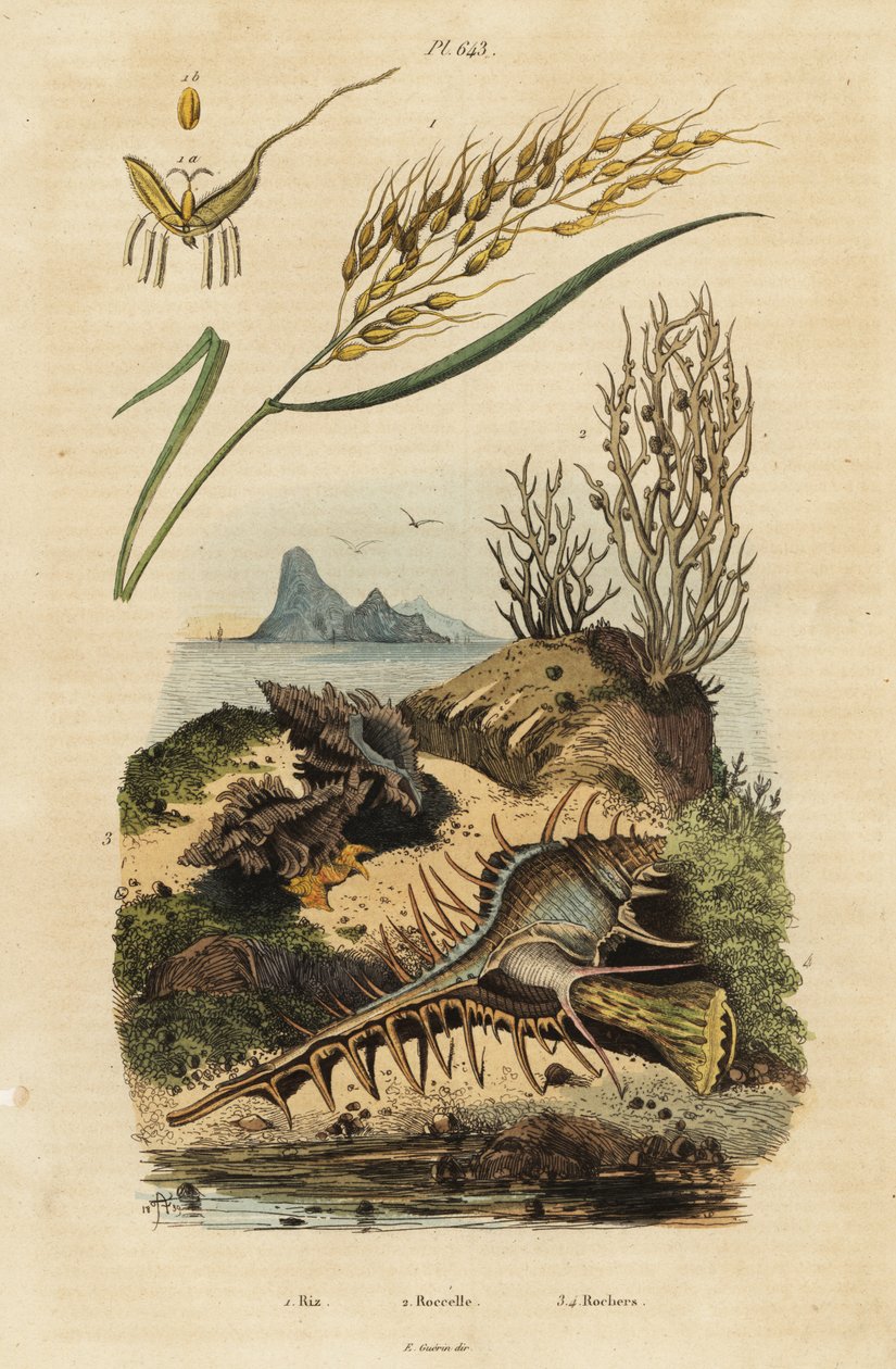 Asiatisk ris, Venus comb murex og Hexaplex angularis af Unbekannter Künstler