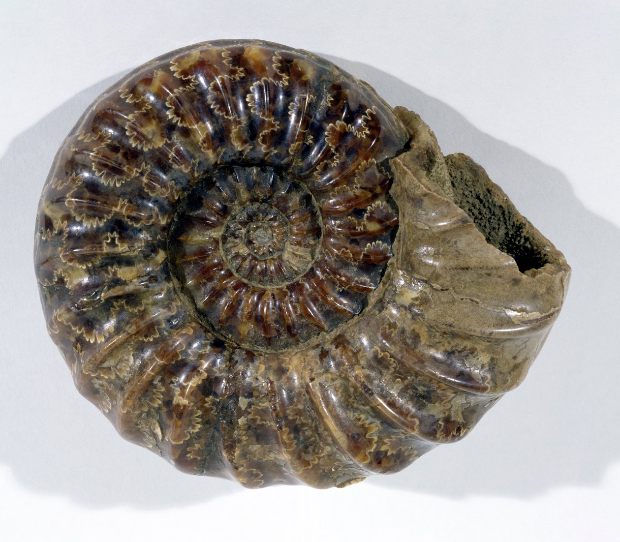 Asteroceras obtusum (Ammonit) fundet i Lyme Regis, Dorset, nedre kridtperiode (foto) af Unbekannt