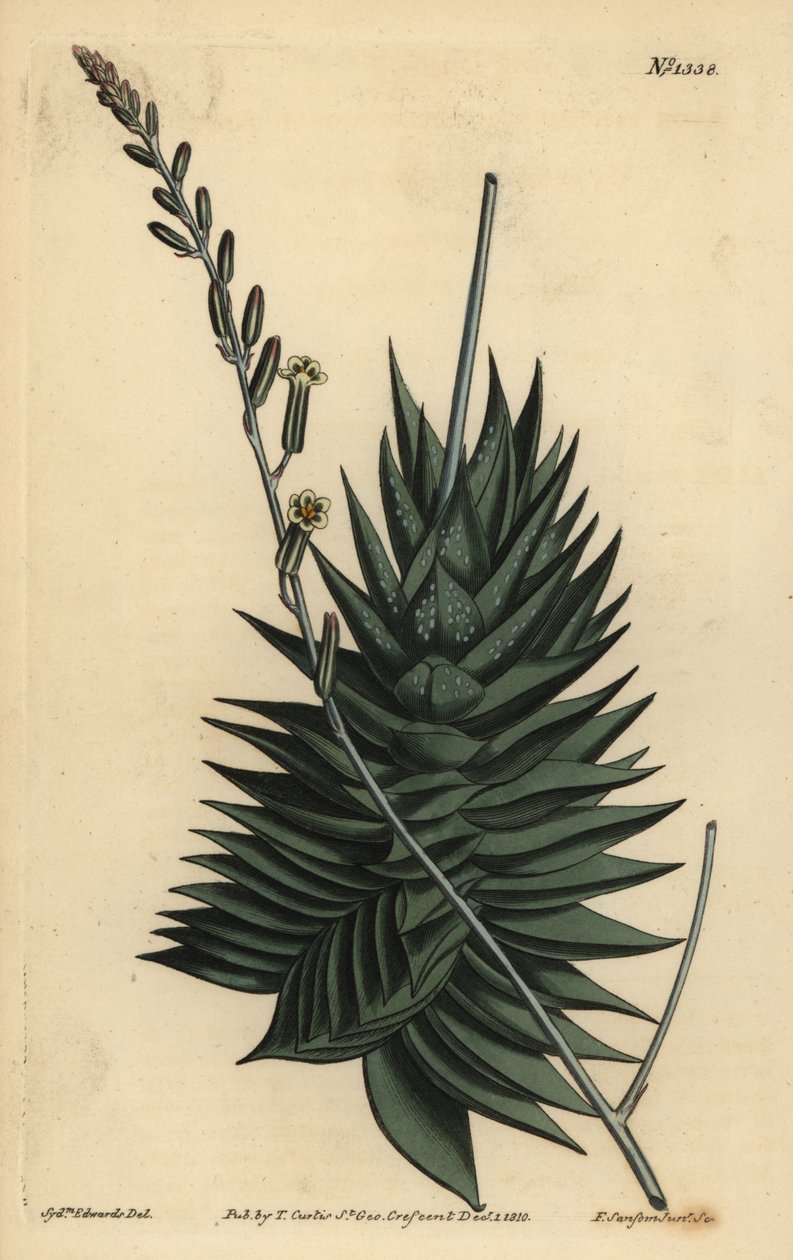 Spiral astrolober (Pentagonal aloe, Aloe pentagona) af Unbekannt