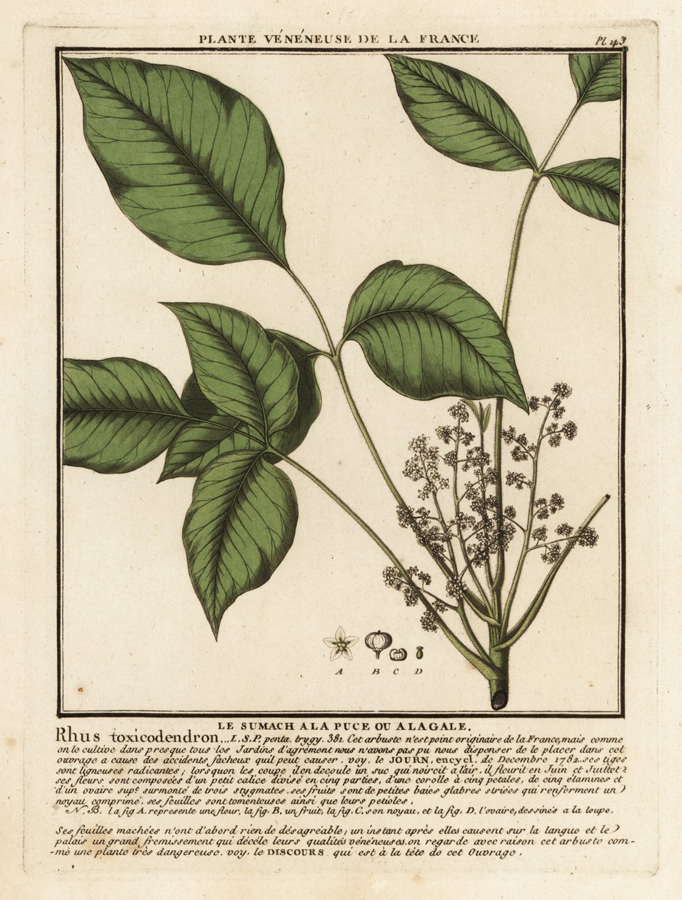 Atlantisk gifteg, Toxicodendron pubescens. af Unbekannter Künstler