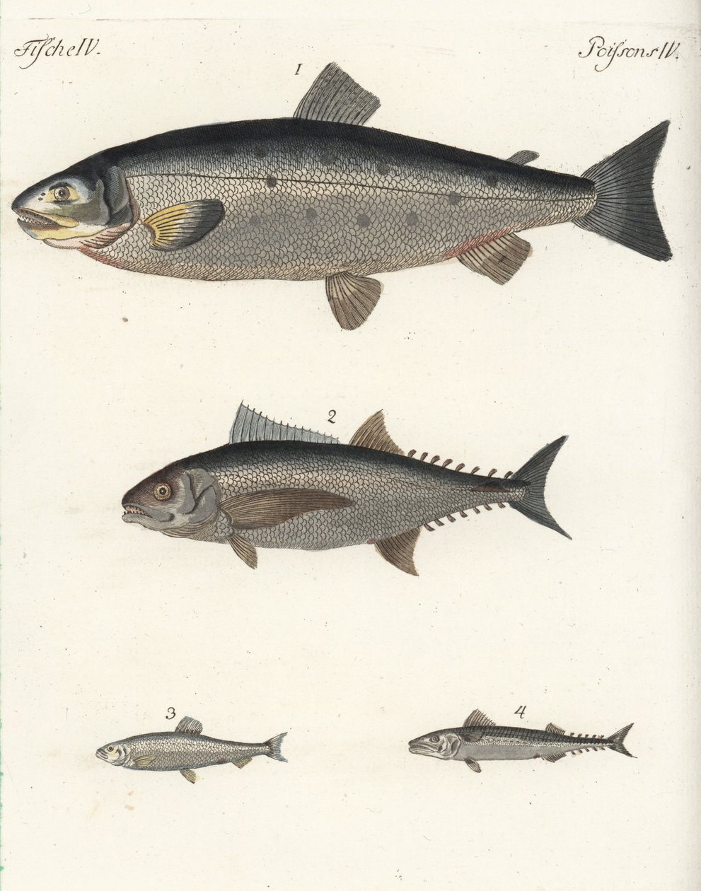 Atlantisk laks, Salmo salar 1, tun, Thunnus species 2, atlantisk sild, Clupea harengus 3, og atlantisk makrel (makrel), Scomber scombrus 4. Håndkoloreret kobberstik fra Friedrich Johann Bertuchs Bilderbuch fur Kinder (Billedbog for børn). af Unbekannter Künstler