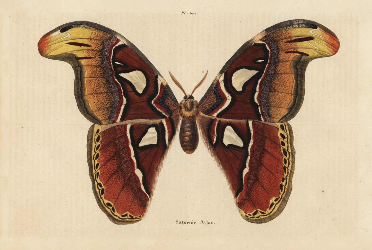 Atlas møl, Attacus atlas af Unbekannt